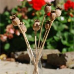 3 poppies