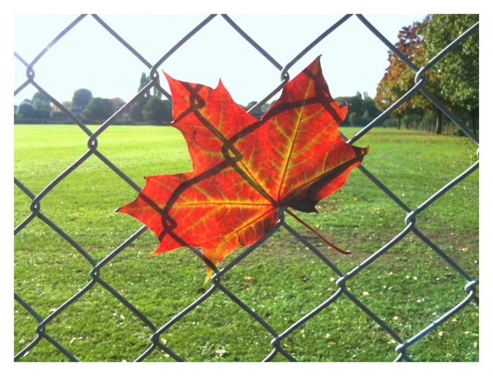 Fall Fence