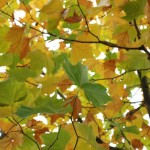 Weekly Photo: Why Autumn Makes Me Happy