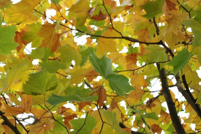 Autumn Leaves