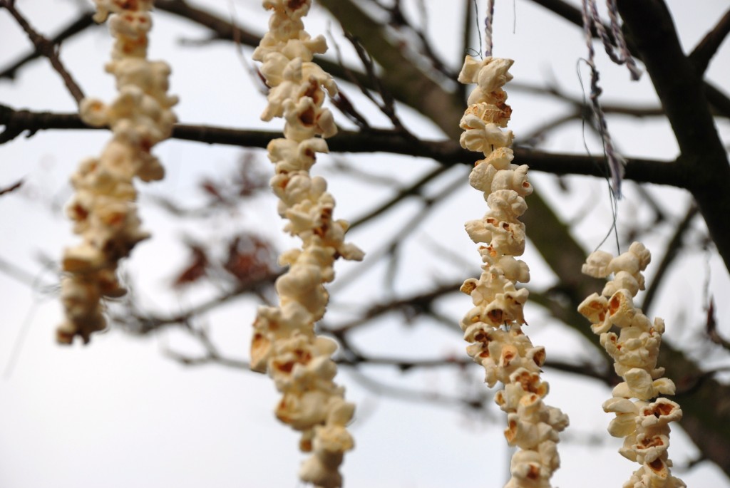 Popcorn bird food