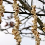 Weekly Photo – Midwinter Reprieve (for the Birdies)