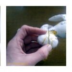 12 sew paw details