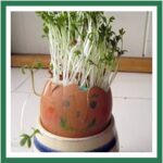 cress egg