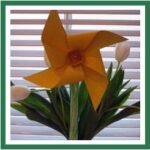 daffodile