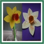 0 daffodiles