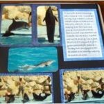 crafts scrapbooking
