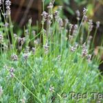 lavender wands