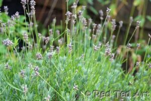 lavender wands