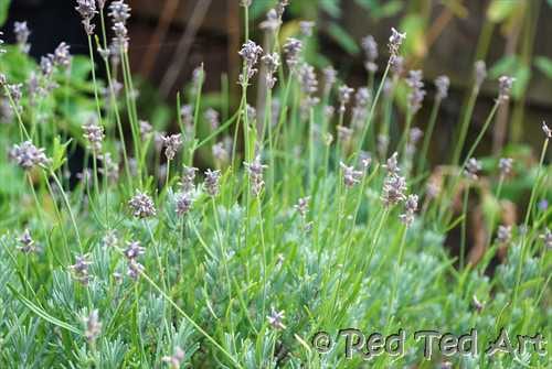 lavender wands