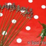 lavender wands