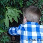 fairy houses