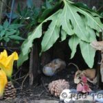 fairy houses