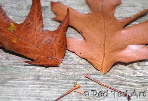 leaf crown