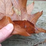 leaf crown