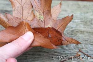 leaf crown leaf crown
