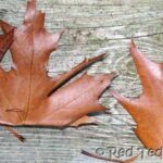 leaf crown