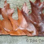 leaf crown