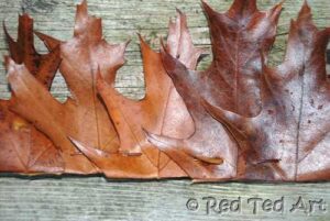 leaf crown (2) leaf crown