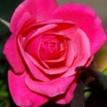 valentine's day gifts