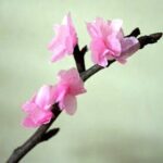 blossoms crafts