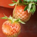 gardening with kids