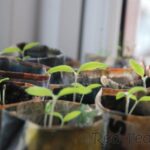 gardening with kids