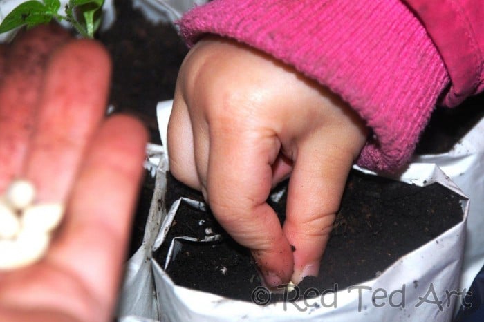 planting seeds kids