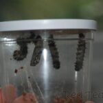 caterpillar life cycle