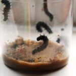 caterpillars