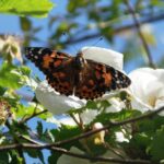 butterfly life cycle