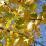 Explorig Andy Goldsworthy with kids (1)