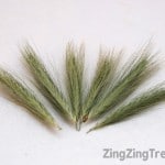 wild-grass-seed-heads1