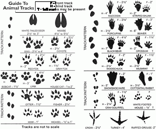 Snow day activities animal tracks - Red Ted Art's Blog