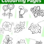 10 Free Flower Colouring Pages
