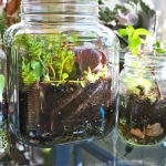 terrarium-tutorial-mini-garden how to