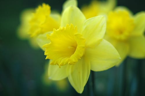 DAFFODILS