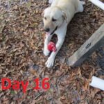 advent activities