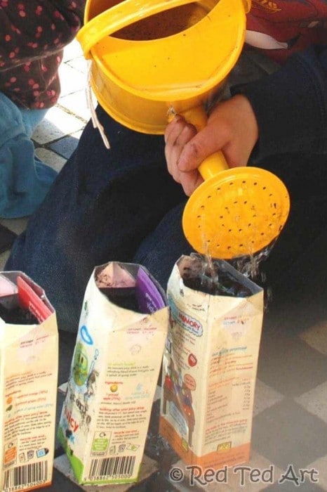 vegetable gardening planting