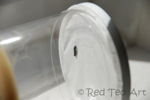 caterpillar activiy Day 1