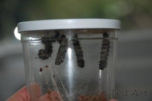 caterpillar life cycle caterpillar life cycle