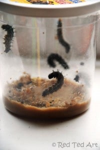 caterpillars