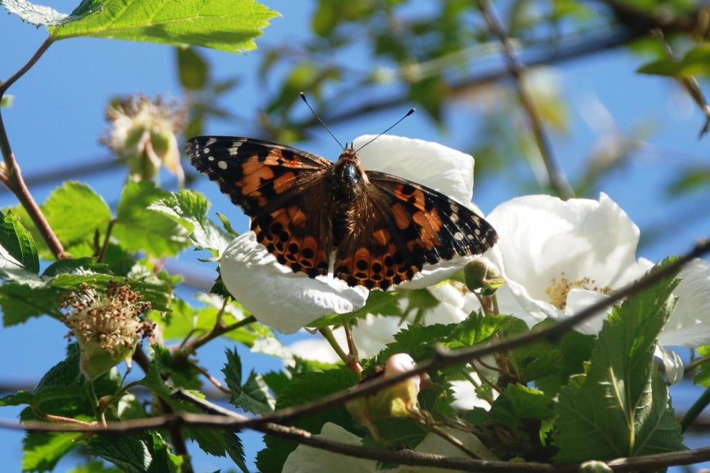 butterfly butterfly life cycle