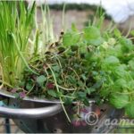 collander-garden crafts for him