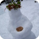 Winter Bird Feeders
