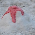 Snow Science Activities