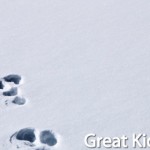 Ice Activities for Kids