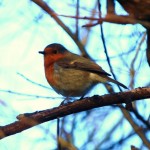 bird watching for beginners