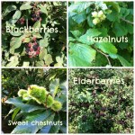 foraging