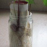 growing beans